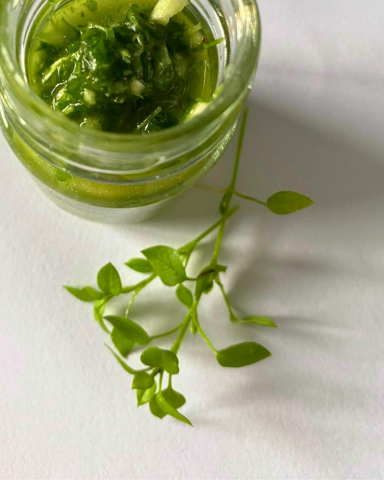 Ein Glas mit grünem Pesto und einem kleinen Zweig frischer Kräuter daneben.